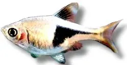 Näsets Ciklidhobby Harlequin Gold rasbora fisk 2,5 cm