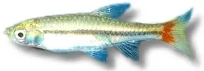 Näsets Ciklidhobby Rasbora borapetensis stimfisk 3–4 cm