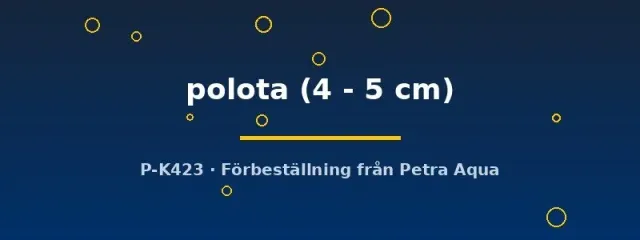 Näsets Ciklidhobby Datnioides polota tigerfisk 4-5 cm rovfisk