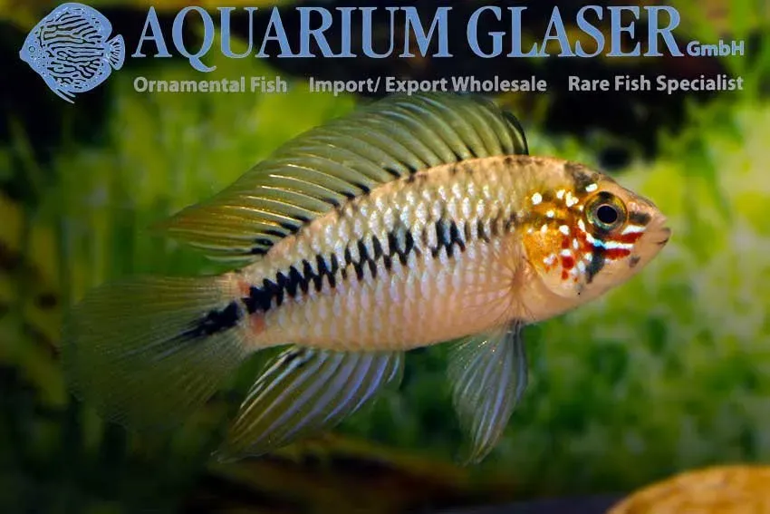 Näsets Ciklidhobby Apistogramma borellii Opal ciklid sm