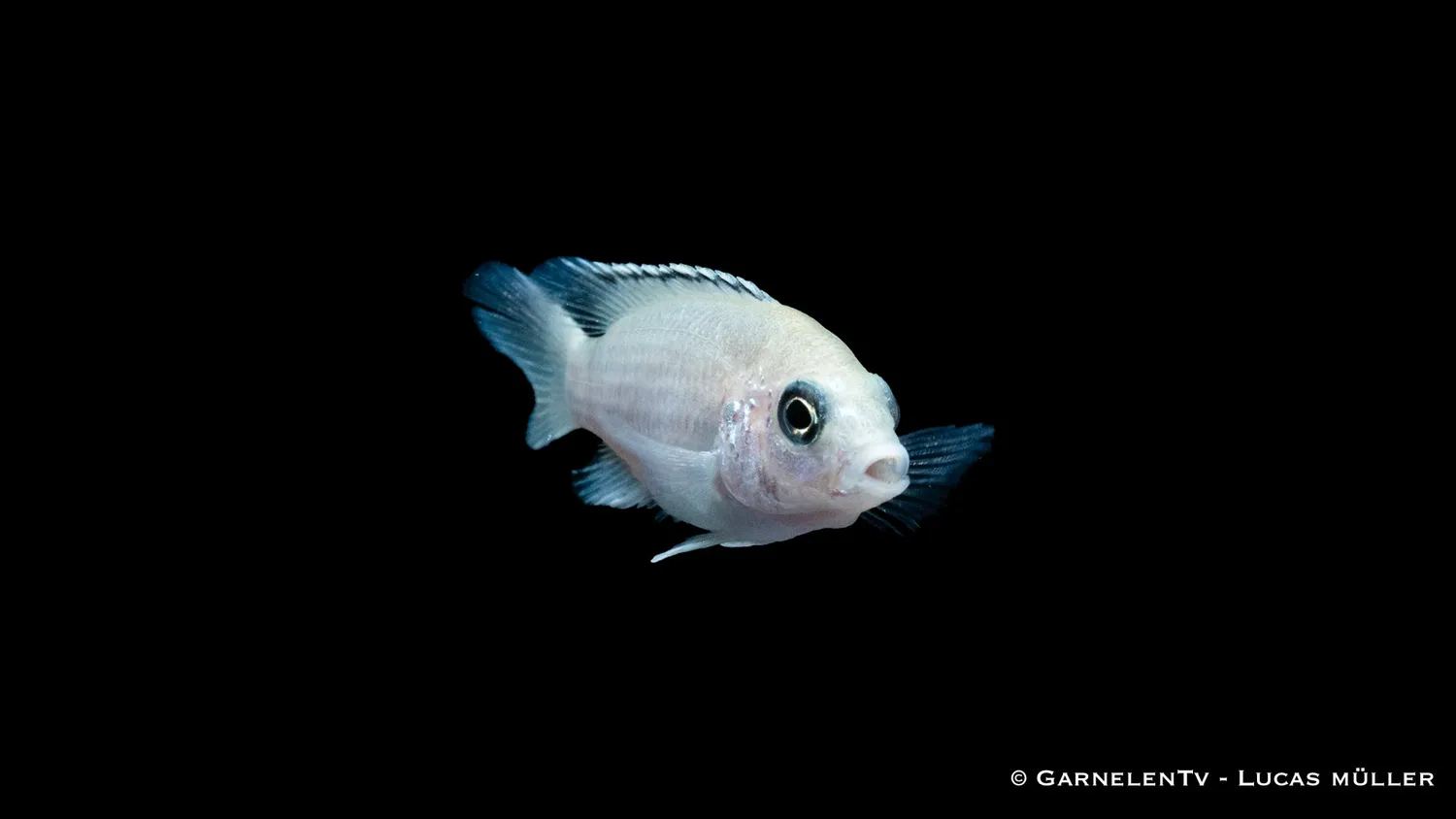 Garnelen TV Labidochromis Caeruleus White ciklid vit