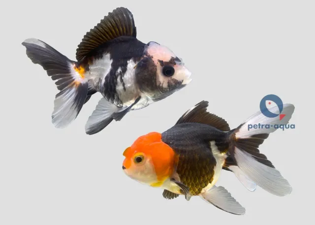 Carassius auratus multi colour oranda guldfisk 8–9 cm