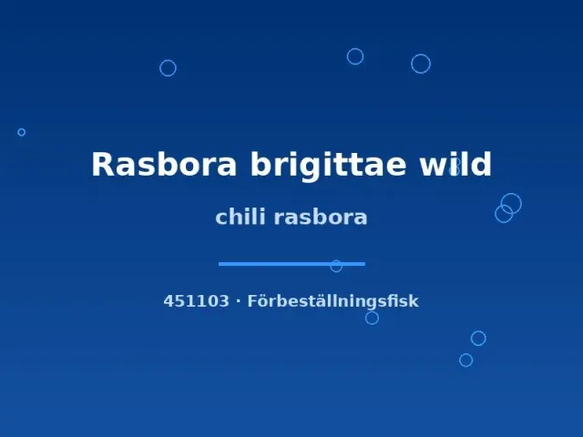 Näsets Ciklidhobby Chili rasbora akvariefisk lg wild