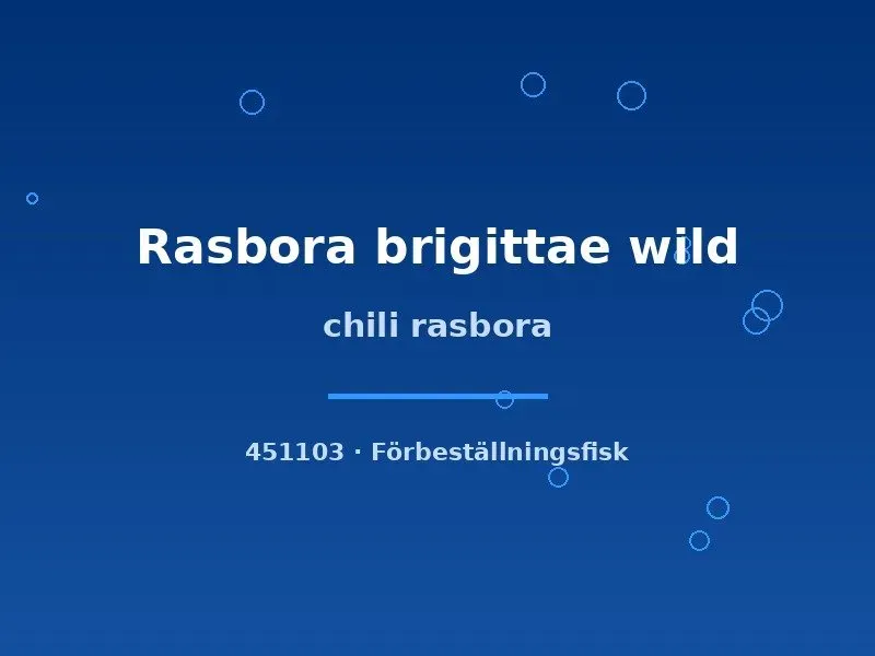 Näsets Ciklidhobby Chili rasbora akvariefisk lg wild