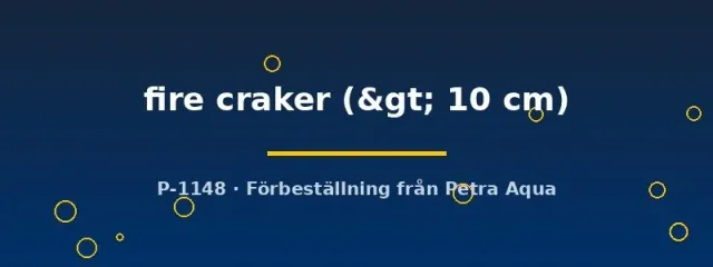Näsets Tropheus moorii moliro fire craker ciklid >10 cm vuxen
