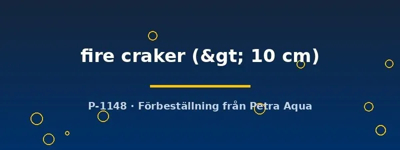 Näsets Tropheus moorii moliro fire craker ciklid >10 cm vuxen