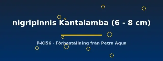 Näsets Paracyprichromis nigripinnis Kantalamba ciklid 6–8 cm
