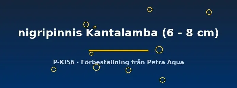 Näsets Paracyprichromis nigripinnis Kantalamba ciklid 6–8 cm