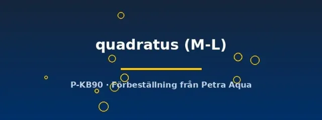Gecarcinus quadratus halloweenkrabba M–L