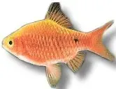 Näsets Ciklidhobby Rosy Barb Gold akvariefisk 3–3,5 cm stim
