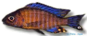 Aulonocara ethelwihae peacockciklid 6–7 cm blå
