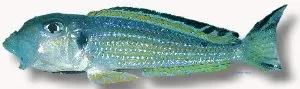 Näsets Ciklidhobby Purple mbuna ciklid 4–5 cm malawi