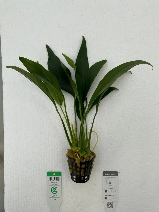 Näsets Ciklidhobby Anubias congensis akvarieväxt Easy XXL