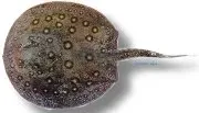 Näsets Potamotrygon motoro stingrocka 25–30 cm