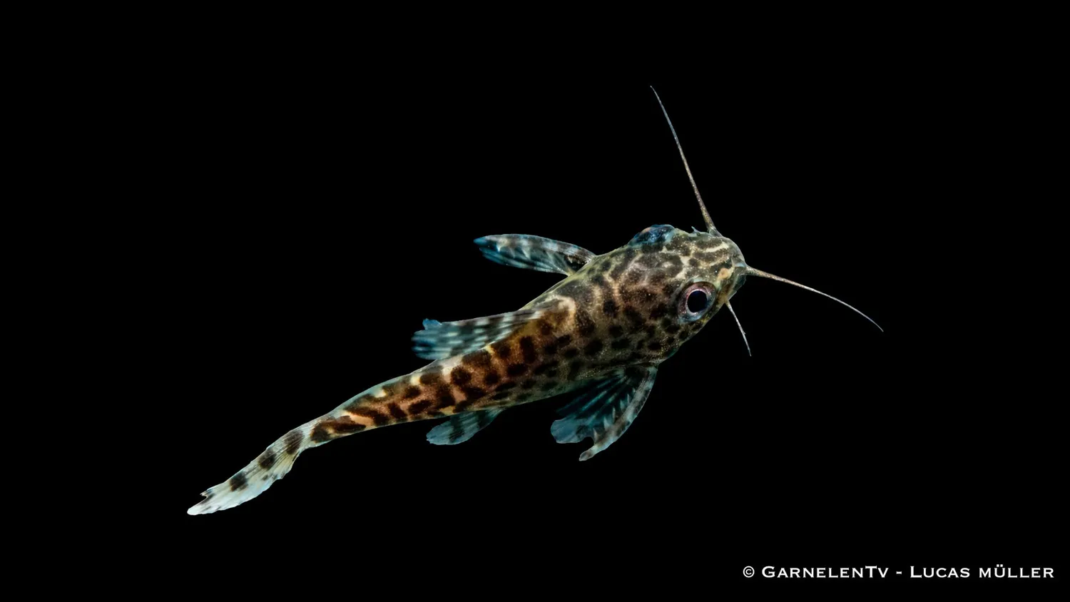 Garnelen TV Synodontis eupterus bottenmal nattaktiv