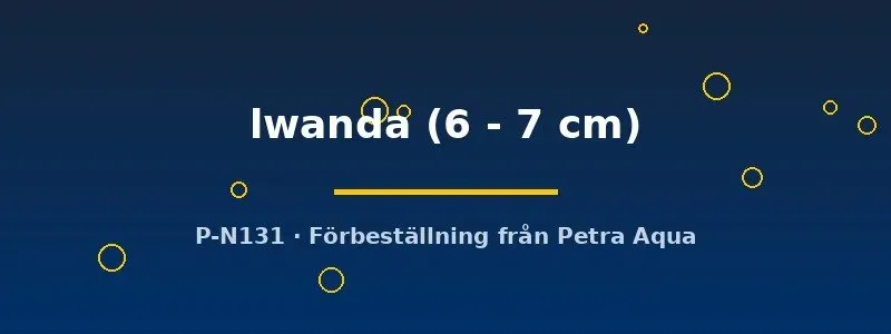Aulonocara Lwanda malawiciklid 6–7 cm