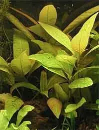 Näsets Ciklidhobby Hygrophila corymbosa akvarieväxt kruka bakgrund