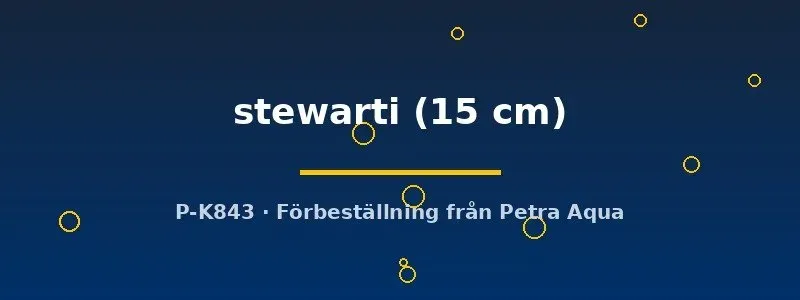 Näsets Ciklidhobby Channa stewarti 15 cm ormhuvudfisk rovfisk