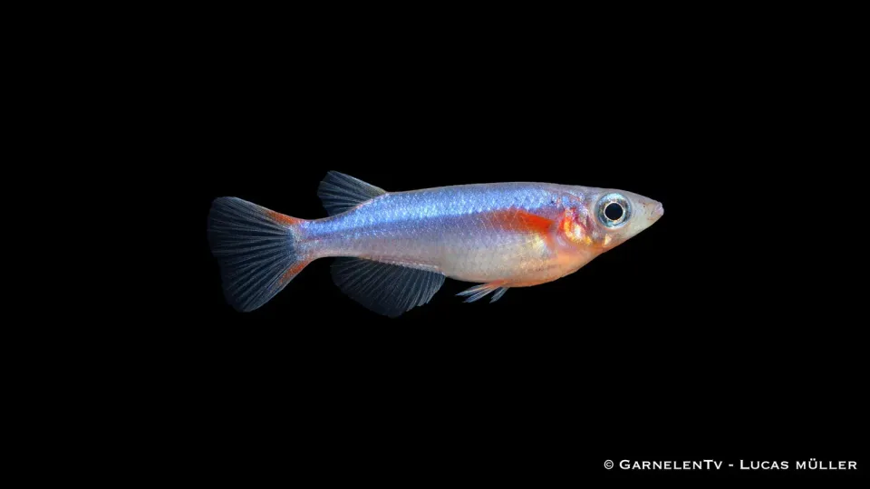 Garnelen TV Oryzias woworae akvariefisk neon risfisk stim