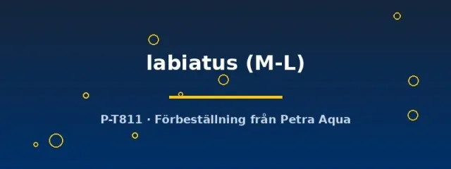 Pachytriton labiatus vattensalamander M–L kallvatten