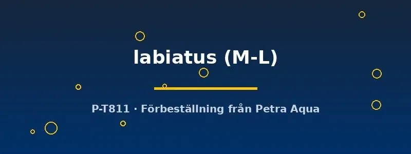 Pachytriton labiatus vattensalamander M–L kallvatten