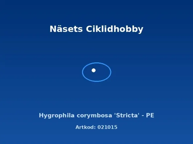 Näsets Ciklidhobby Hygrophila corymbosa Stricta akvarieväxt PE snabb