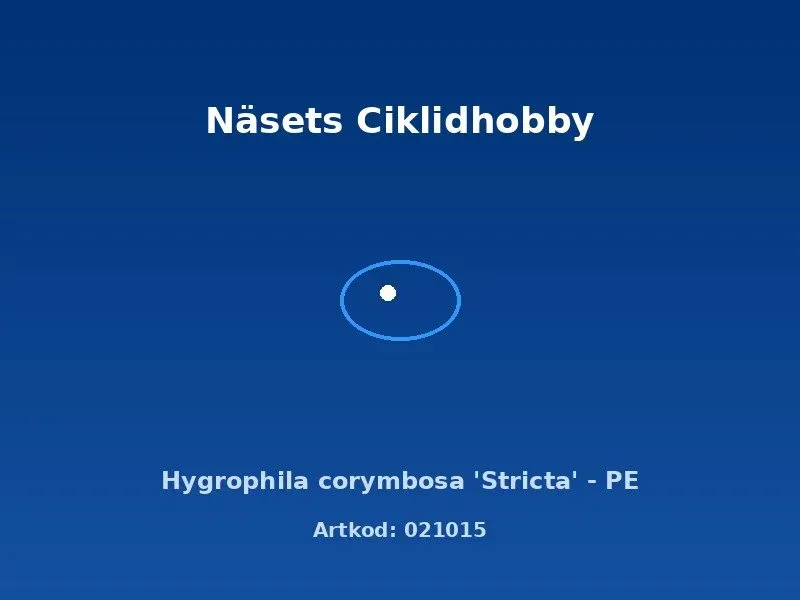 Näsets Ciklidhobby Hygrophila corymbosa Stricta akvarieväxt PE snabb