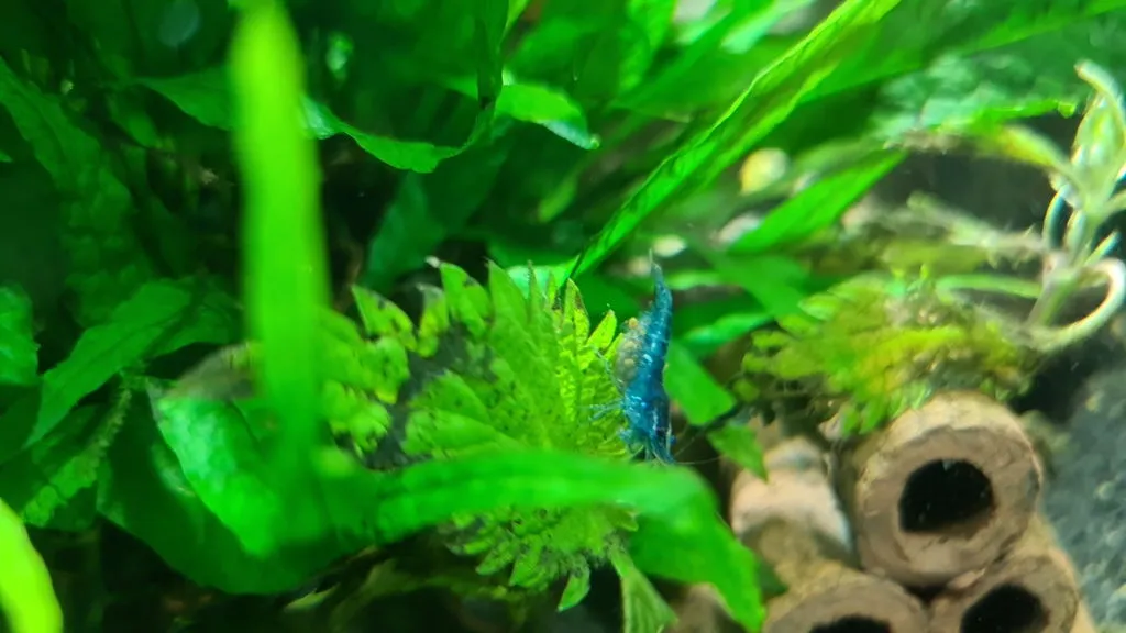 Garnelen TV Blue Dream dvärgräka blå Neocaridina davidi