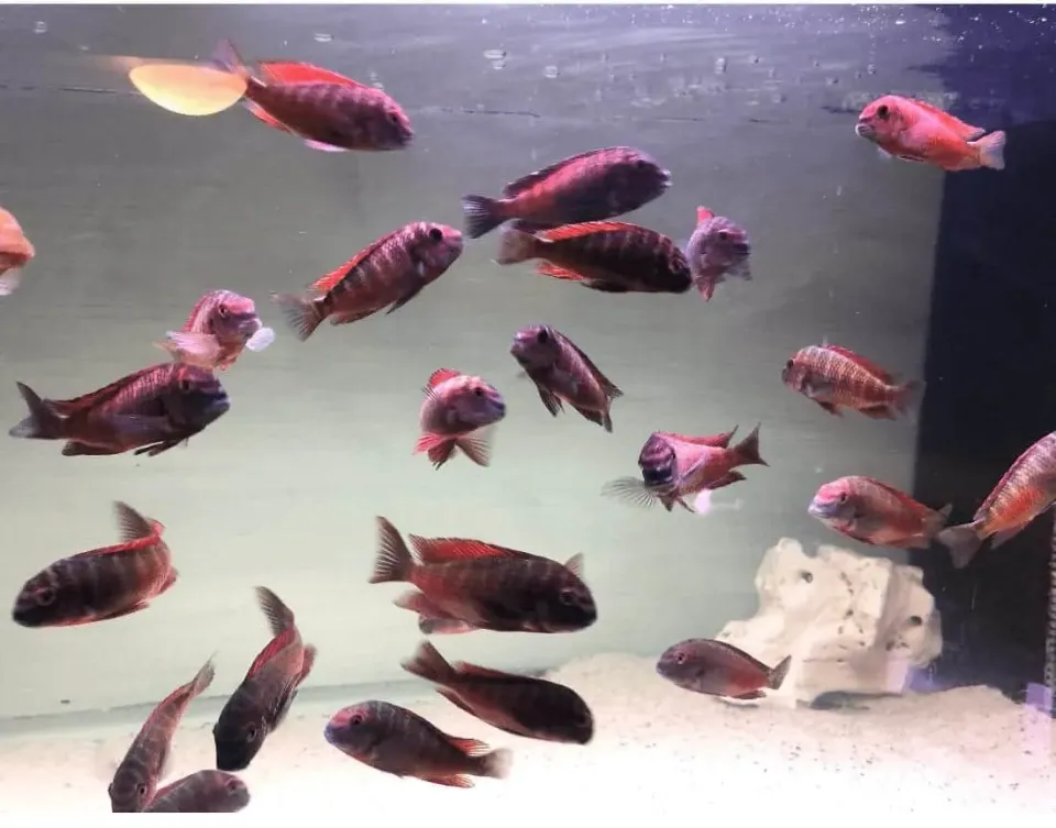 Näsets Ciklidhobby Tropheus moliro-VF akvariefisk 7–9 cm vildfångad