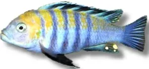 Näsets Ciklidhobby Afra Red Top ciklid 6–7 cm malawi