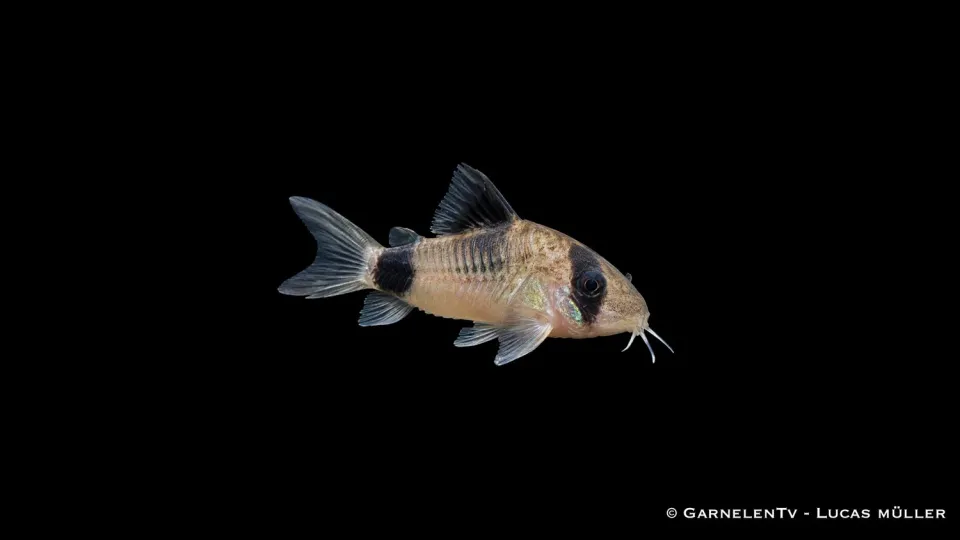 Garnelen TV Panda pansarmal Hoplisoma panda DNZ 4-5 cm