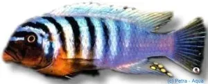 Näsets Ciklidhobby Pseudotropheus feinzilbergi ciklid 4–5 cm röd