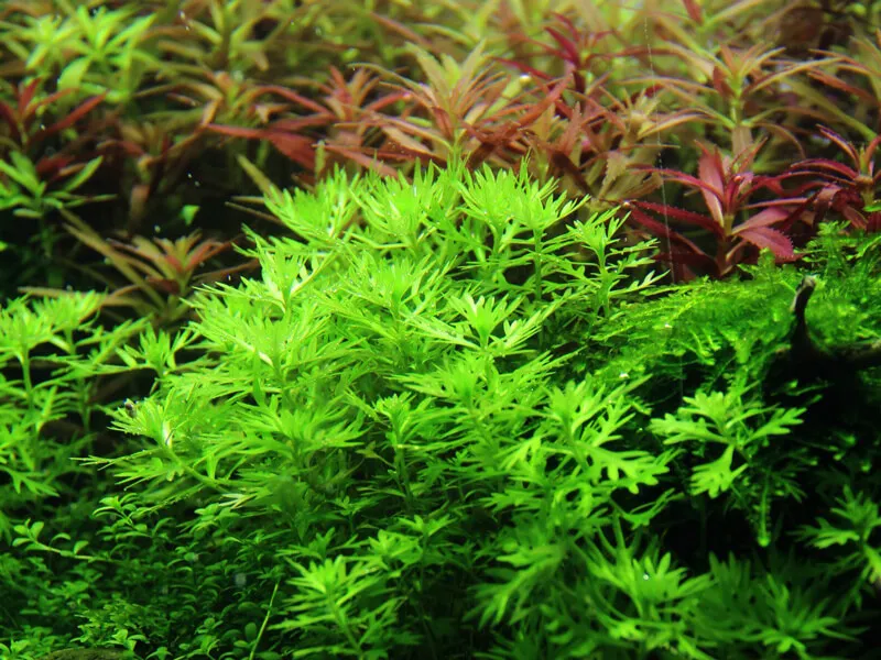 Akvarievalvet Hottonia palustris akvarieväxt kruka stängelväxt