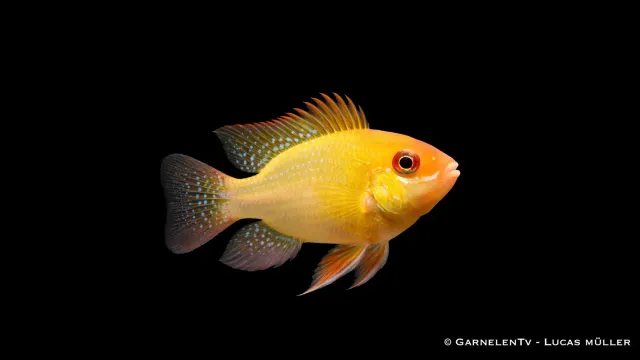 Microgeophagus ramirezi Lemon Gold fjärilsciklid parbildande
