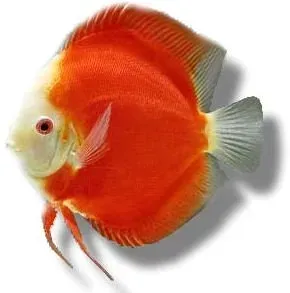 Symphysodon Super Red Melon diskus 5–6,5 cm röd