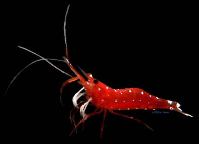 Näsets Ciklidhobby Caridina Cardinal räka 1–1,5 cm rödvit