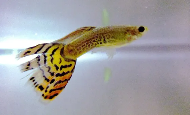 Näsets Ciklidhobby Poecilia reticulata guppy hane 3–3,5 cm