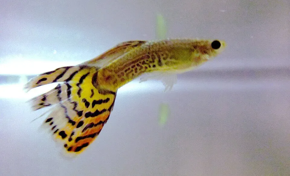 Näsets Ciklidhobby Poecilia reticulata guppy hane 3–3,5 cm