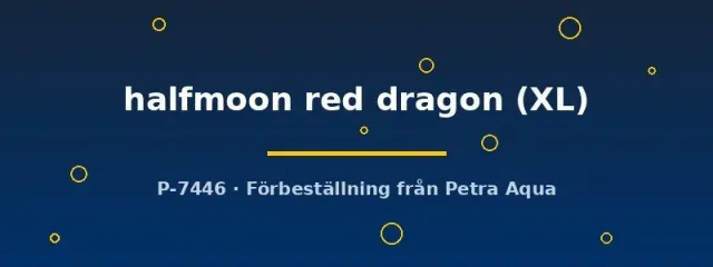 Näsets Ciklidhobby Betta halfmoon red dragon XL kampfisk 1,1