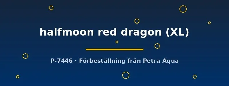 Näsets Ciklidhobby Betta halfmoon red dragon XL kampfisk 1,1