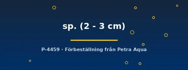 Oreichthys sp. akvariefisk 2–3 cm stimfisk