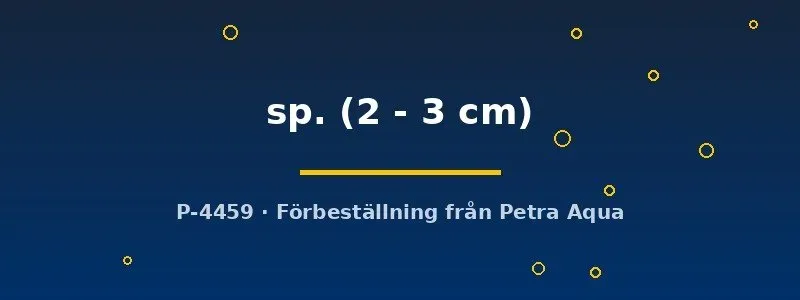 Oreichthys sp. akvariefisk 2–3 cm stimfisk