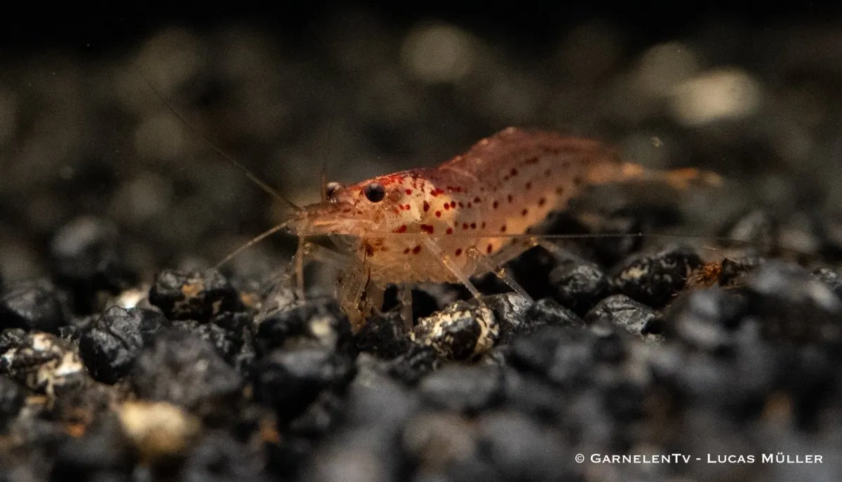Garnelen TV Orange amanoräka Caridina multidentata 5 cm