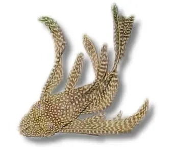 Näsets Ancistrus Longfin Bristle-Nose mal 5–7 cm algätare