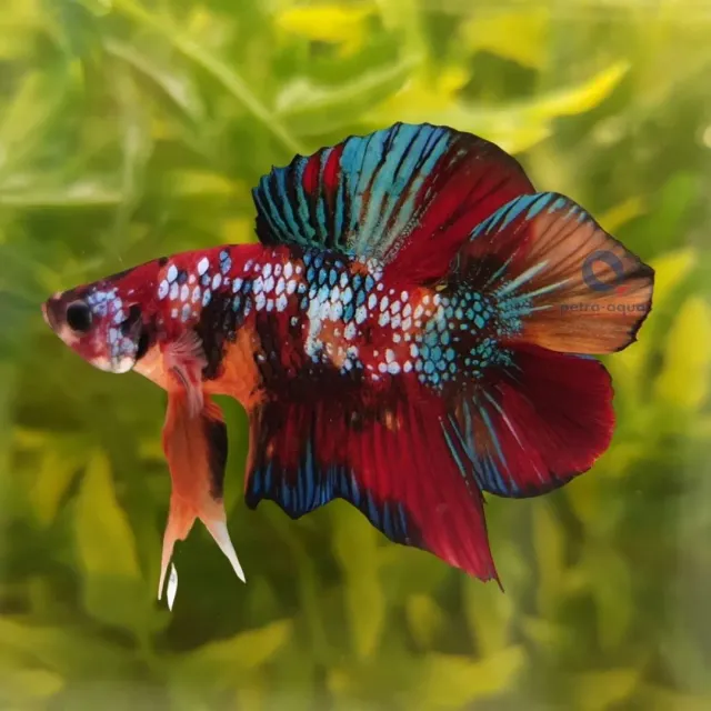 Betta spl. plakat double tail koi kampfisk XL hane