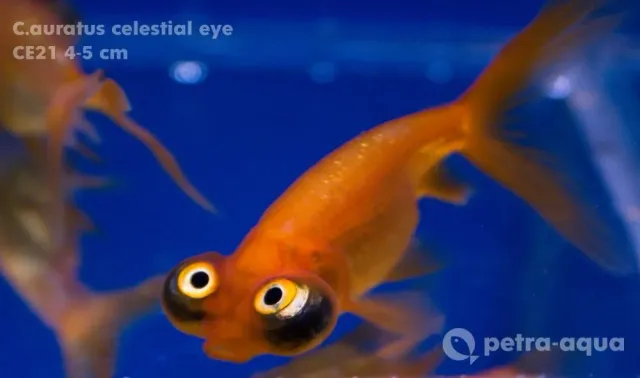 Näsets Ciklidhobby Carassius auratus celestial eye 5-6 cm guldfisk