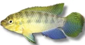 Pelvicachromis subocelatus matadi ciklid 4 cm violett