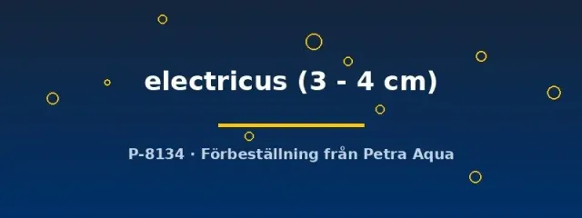 Näsets Ciklidhobby Malapterurus electricus mal 3–4 cm elektrisk