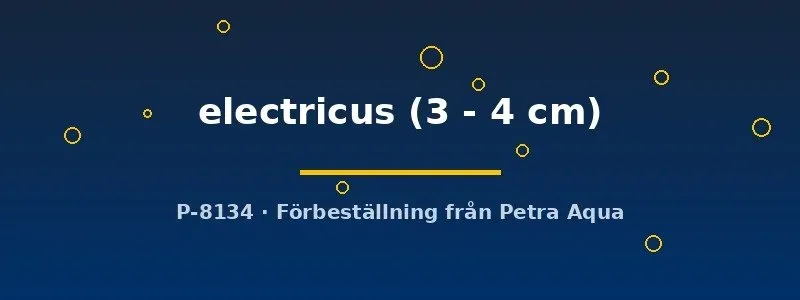 Näsets Ciklidhobby Malapterurus electricus mal 3–4 cm elektrisk
