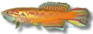 Näsets Ciklidhobby Roloffia occidentalis killifisk 4–6 cm röd